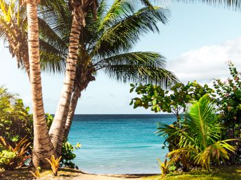 A tropical beach scene with palm trees and lush greenery framing a view of the ocean and a partly cloudy sky.